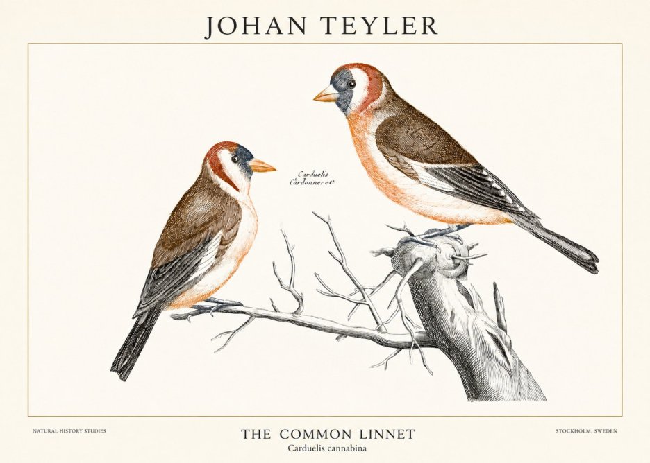 Johan Teyler The Common Linnet No1 - Juliste