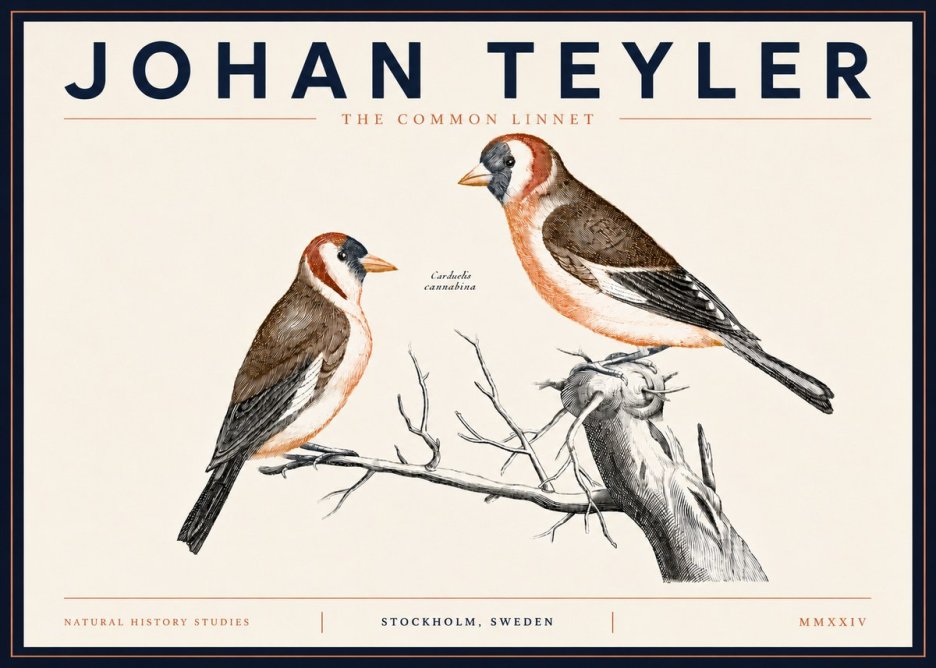Johan Teyler The Common Linnet No5 - Juliste