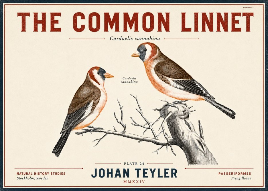 Johan Teyler The Common Linnet No6 - Juliste