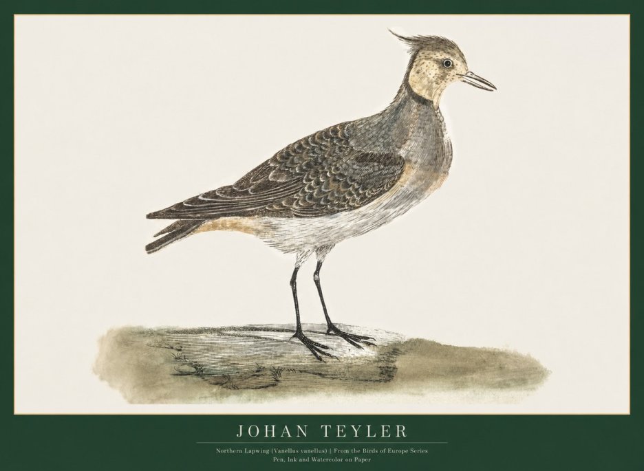 Johan Teyler Northern Lapwing (Vanellus Vanellus) No1 - Juliste