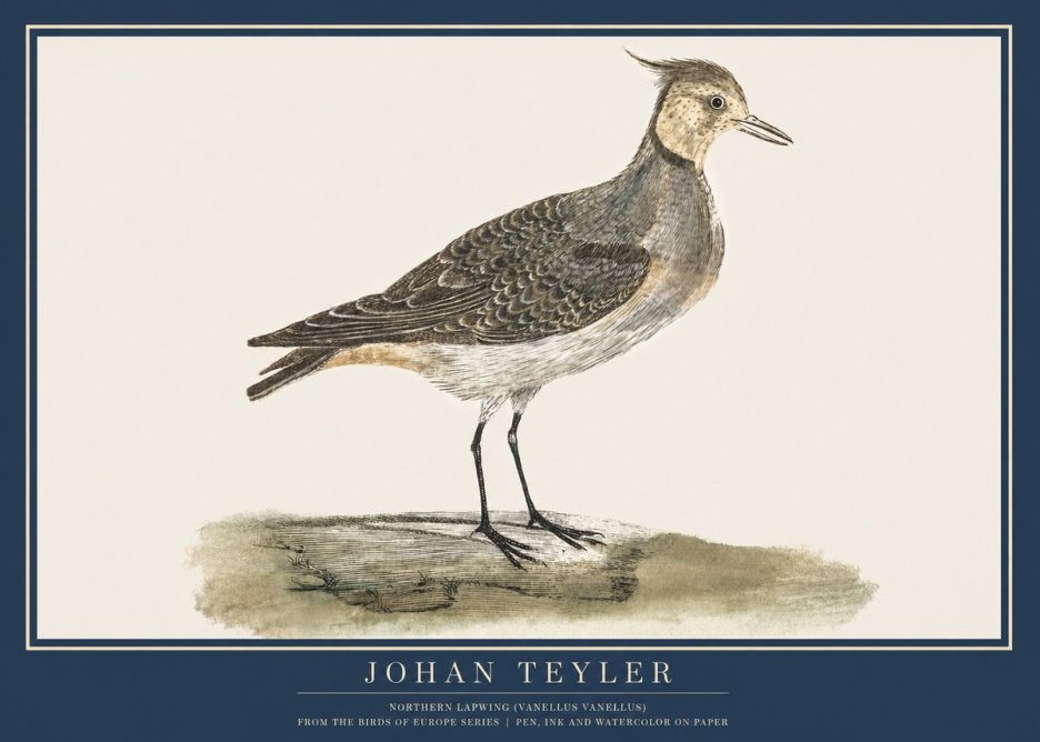 Johan Teyler Northern Lapwing (Vanellus Vanellus) No2 - Juliste