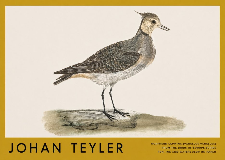 Johan Teyler Northern Lapwing (Vanellus Vanellus) No3 - Juliste