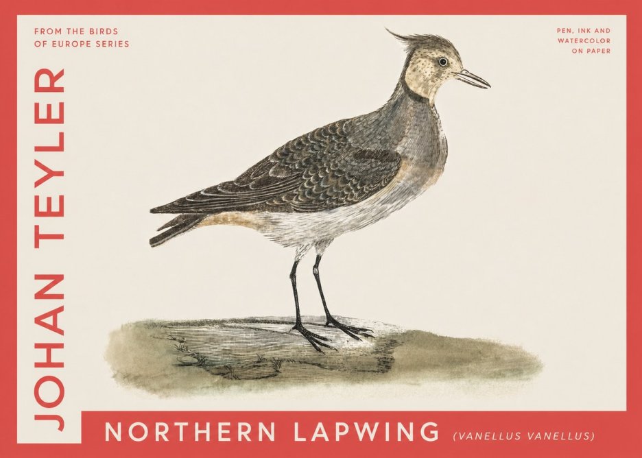 Johan Teyler Northern Lapwing (Vanellus Vanellus) No4 - Juliste
