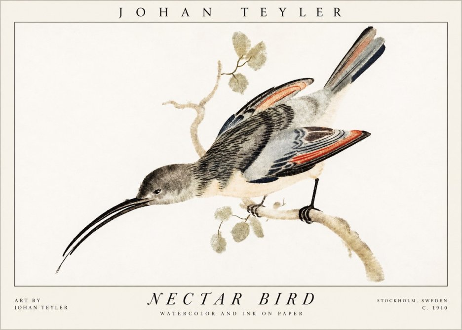 Johan Teyler Nectar Bird No1 - Juliste