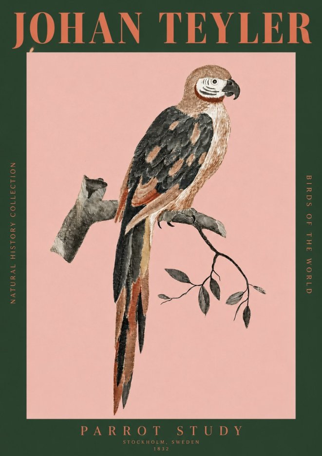 Johan Teyler Parrot Study I No2 - Juliste