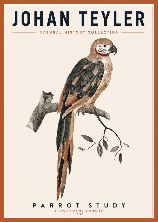 Johan Teyler Parrot Study I No3 - Juliste