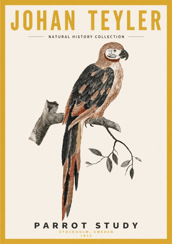 Johan Teyler Parrot Study I No4 - Juliste