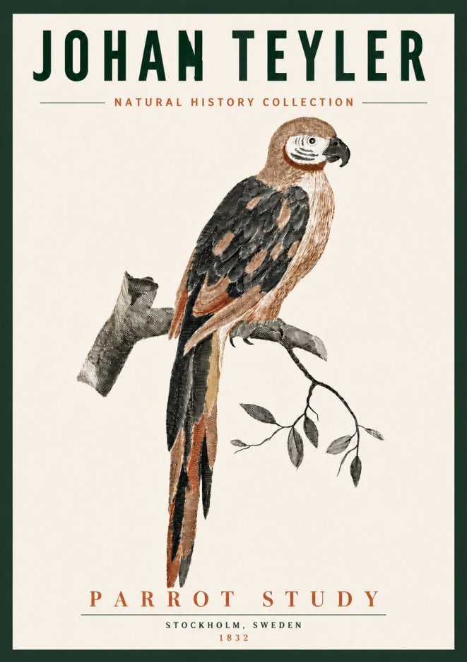 Johan Teyler Parrot Study I No6 - Juliste