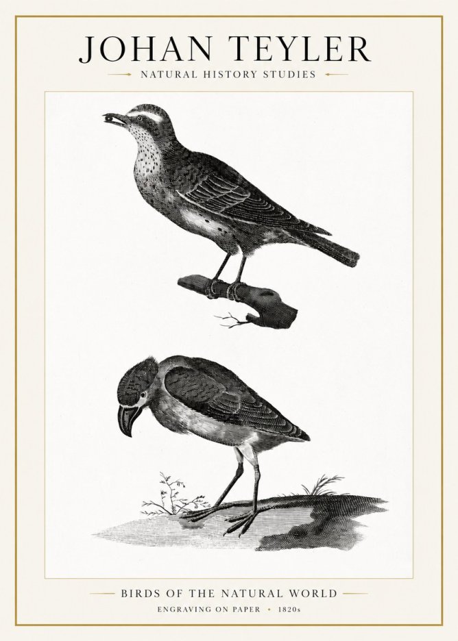 Johan Teyler Birds of the Natural World No1 - Juliste