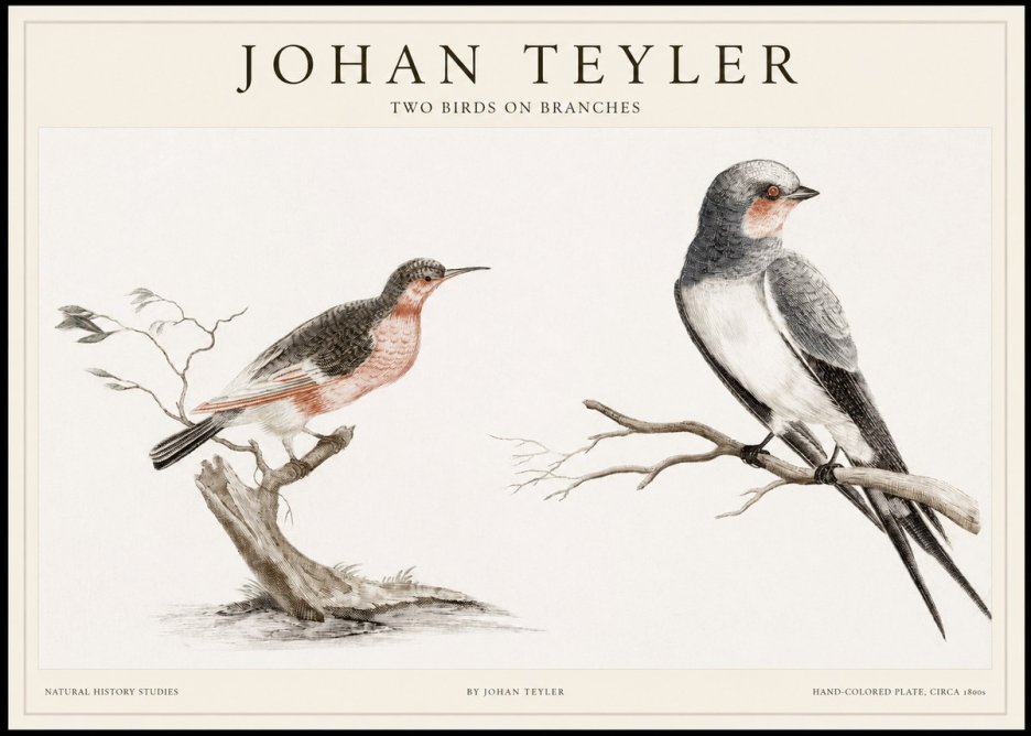 Johan Teyler Two Birds on Branches No1 - Juliste