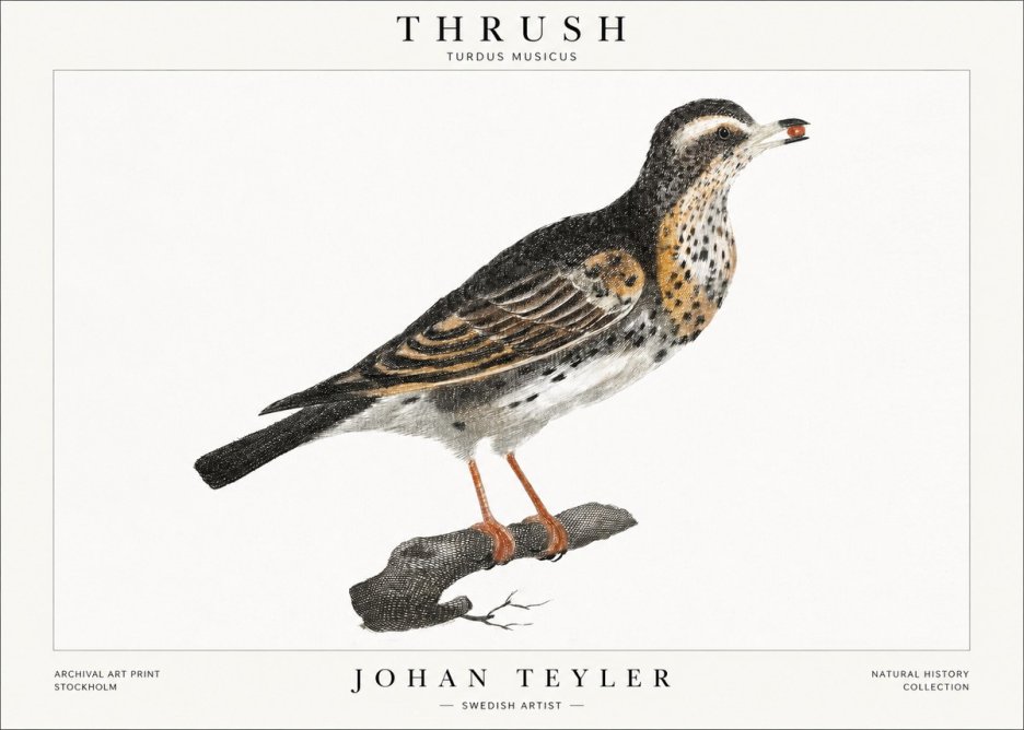Johan Teyler Thrush No1 - Juliste