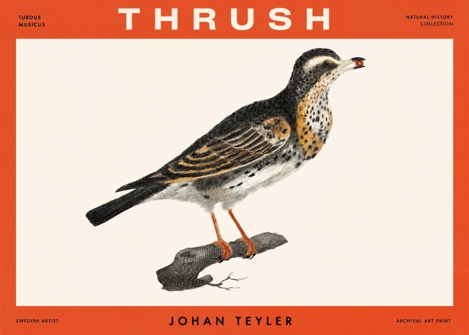 Johan Teyler Thrush No2 - Juliste