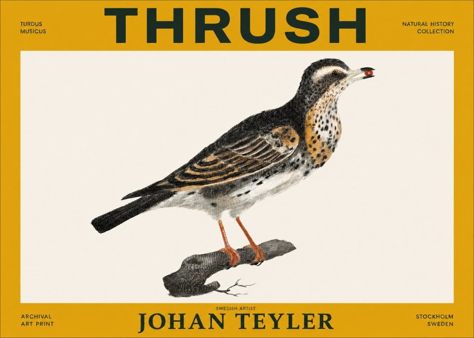 Johan Teyler Thrush No3 - Juliste