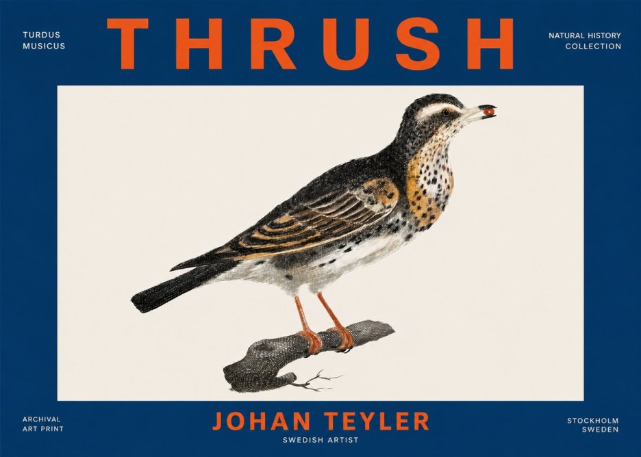 Johan Teyler Thrush No4 - Juliste