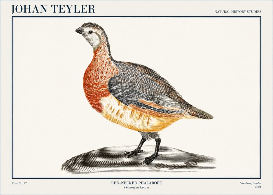 Johan Teyler Red-necked Phalarope No1 - Juliste