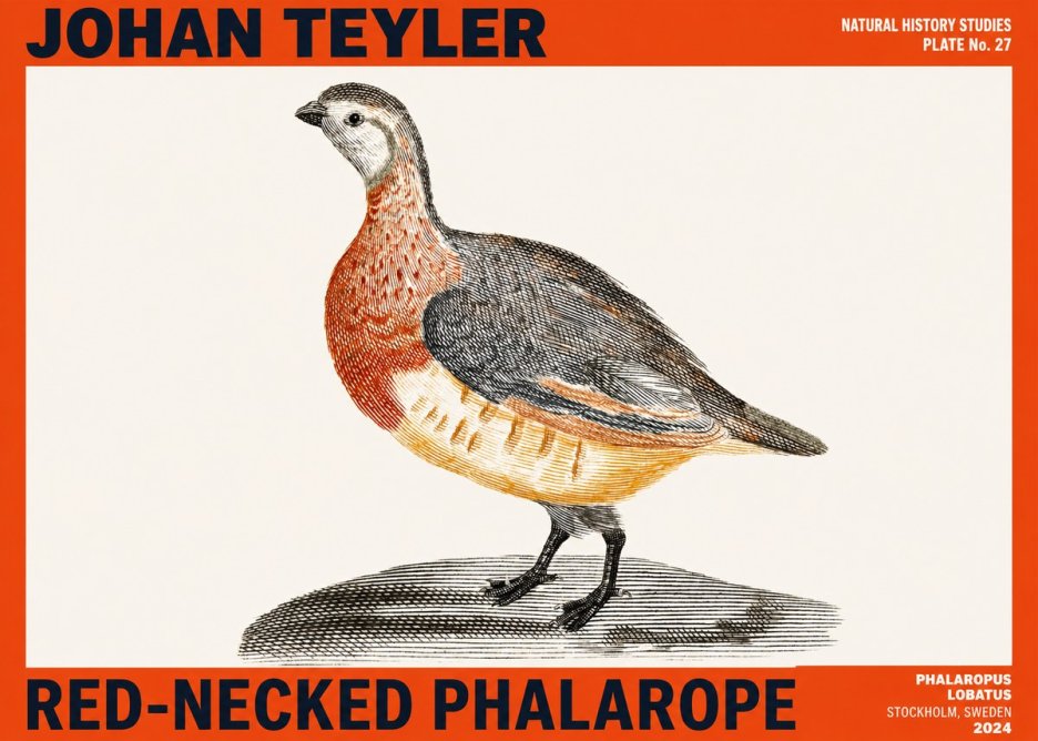 Johan Teyler Red-necked Phalarope No2 - Juliste
