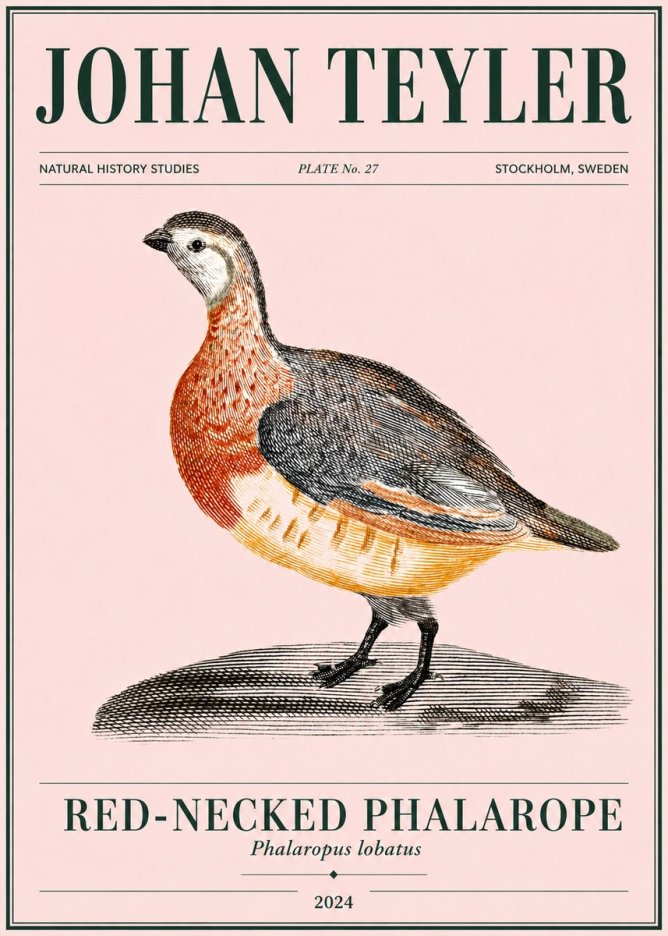 Johan Teyler Red-necked Phalarope No4 - Juliste