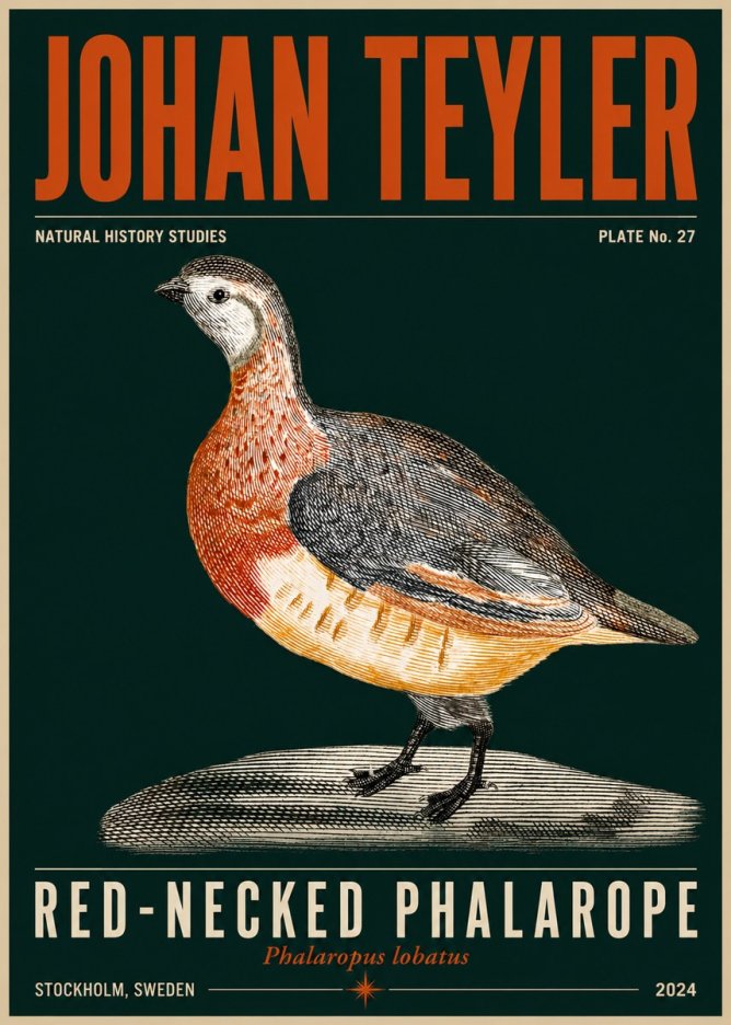Johan Teyler Red-necked Phalarope No5 - Juliste
