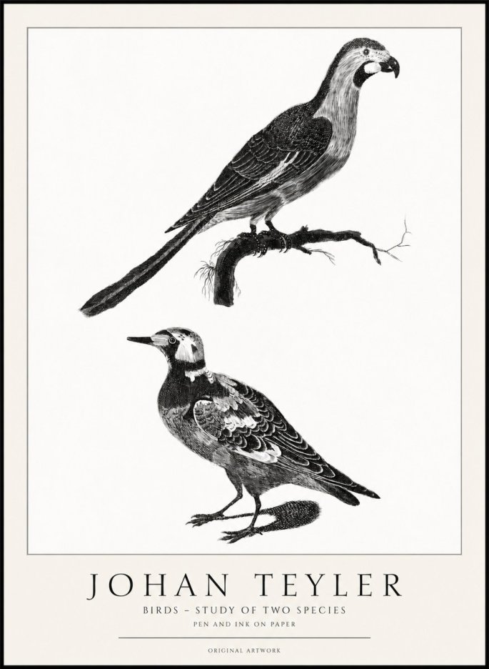 Johan Teyler Birds - Study of Two Species No1 - Juliste