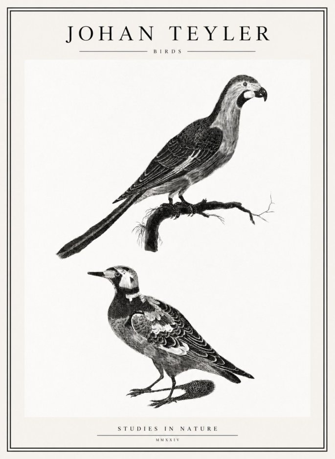 Johan Teyler Birds - Study of Two Species No2 - Juliste