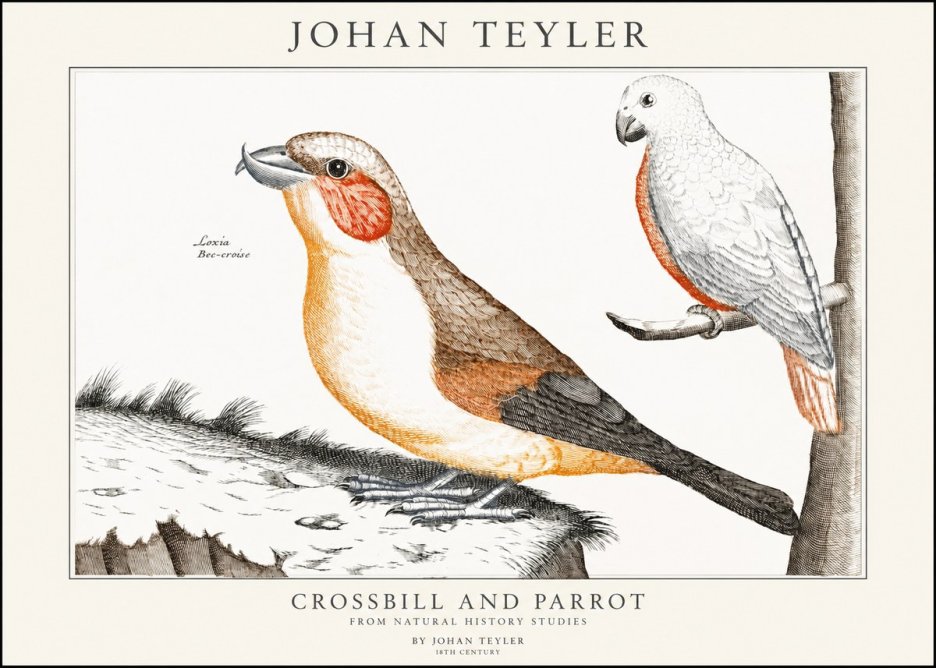 Johan Teyler Crossbill and Parrot No1 - Juliste