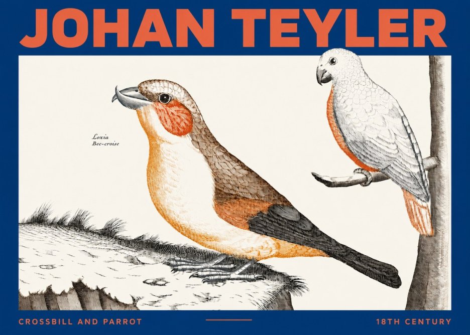 Johan Teyler Crossbill and Parrot No2 - Juliste
