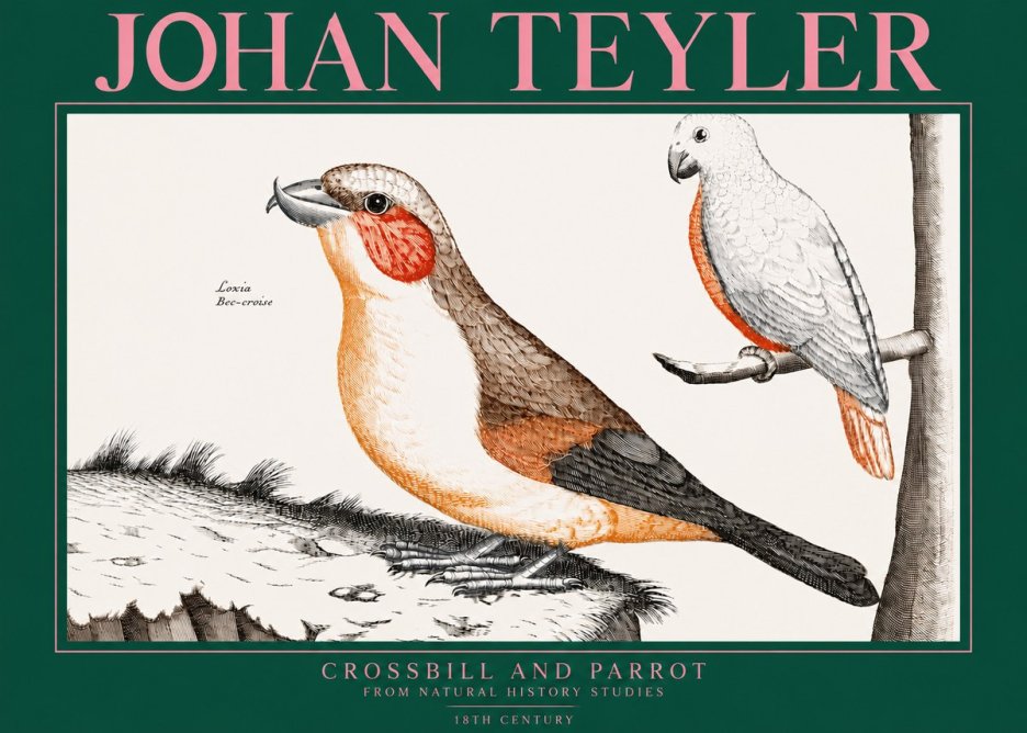 Johan Teyler Crossbill and Parrot No3 - Juliste