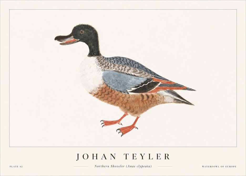 Johan Teyler Northern Shoveler (Anas Clypeata) No1 - Juliste