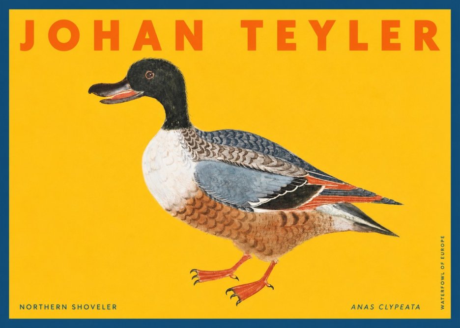 Johan Teyler Northern Shoveler (Anas Clypeata) No2 - Juliste