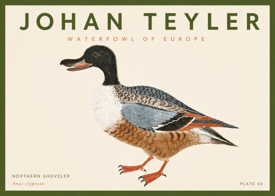 Johan Teyler Northern Shoveler (Anas Clypeata) No4 - Juliste