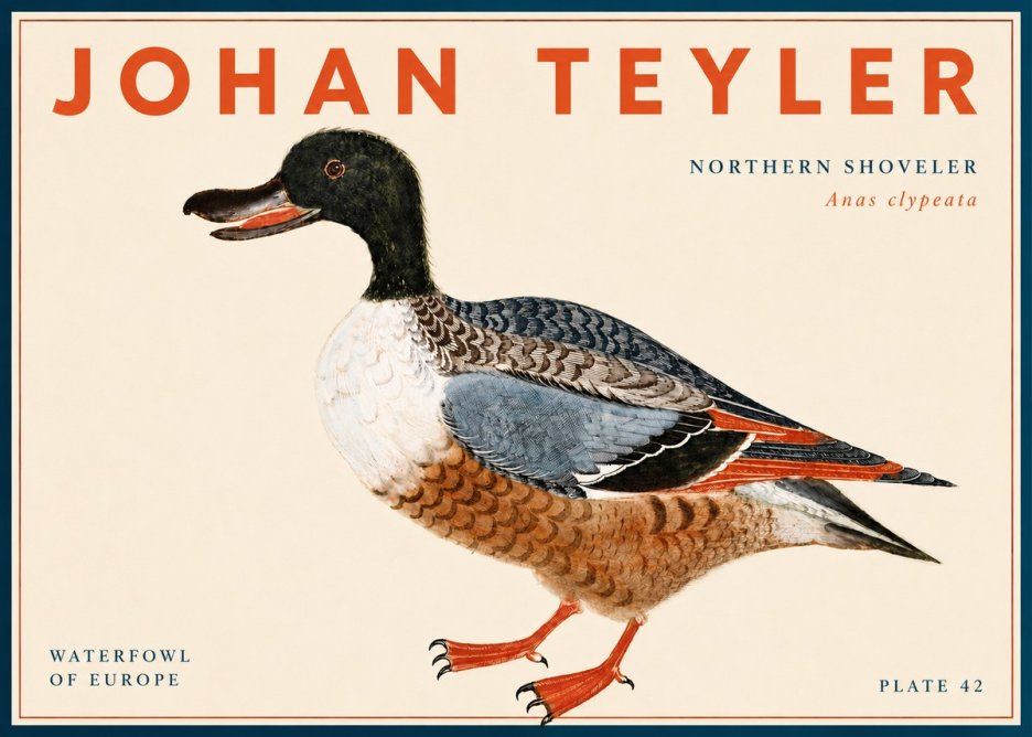 Johan Teyler Northern Shoveler (Anas Clypeata) No6 - Juliste