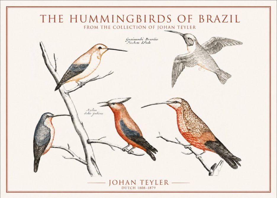 Johan Teyler The Hummingbirds of Brazil from the Collection of Johan Teyler No1 - Juliste