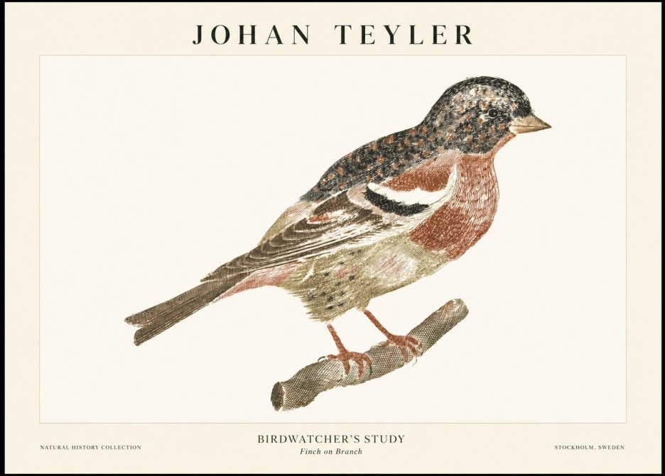 Johan Teyler Finch on Branch No1 - Juliste