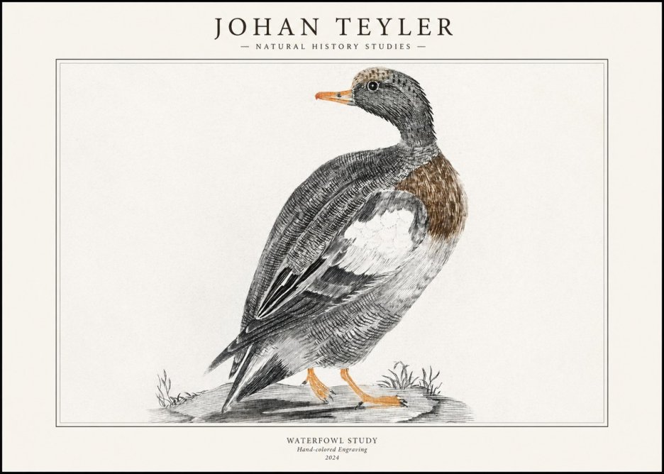 Johan Teyler Waterfowl Study No1 - Juliste