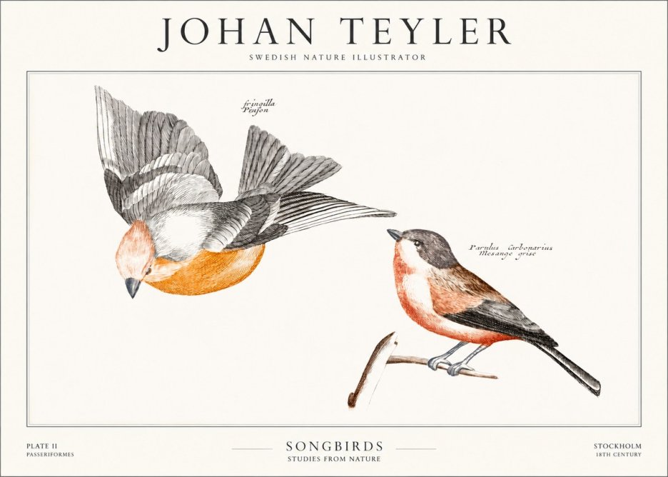 Johan Teyler Songbirds - Plate Ii No1 - Juliste