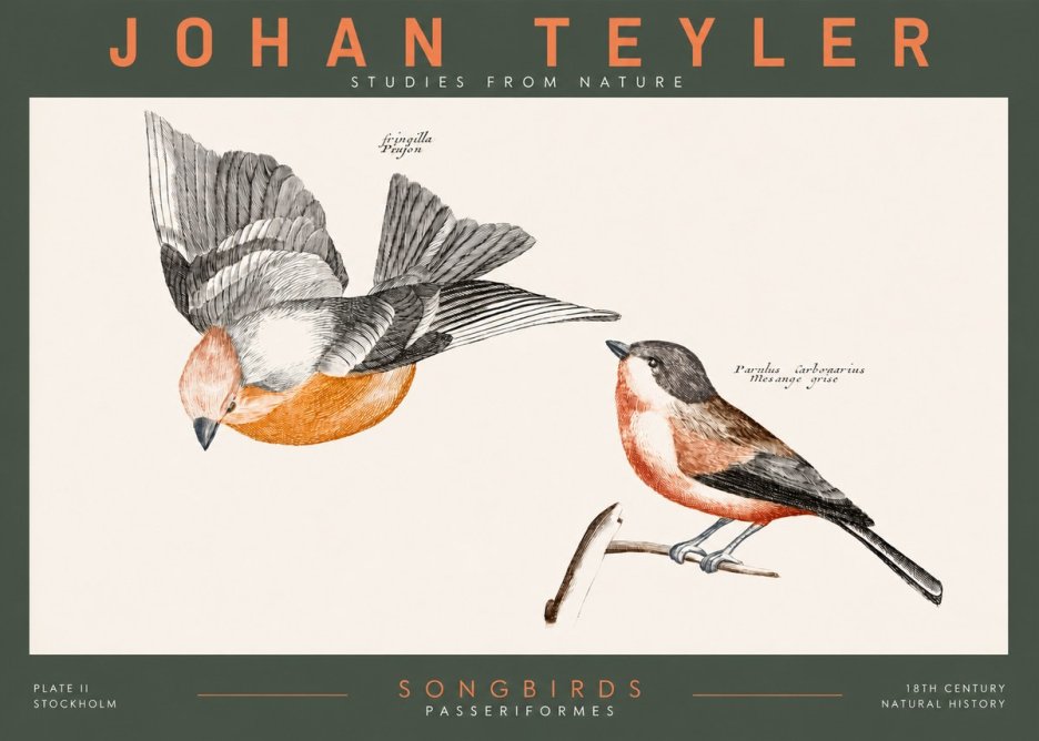Johan Teyler Songbirds - Plate Ii No2 - Juliste