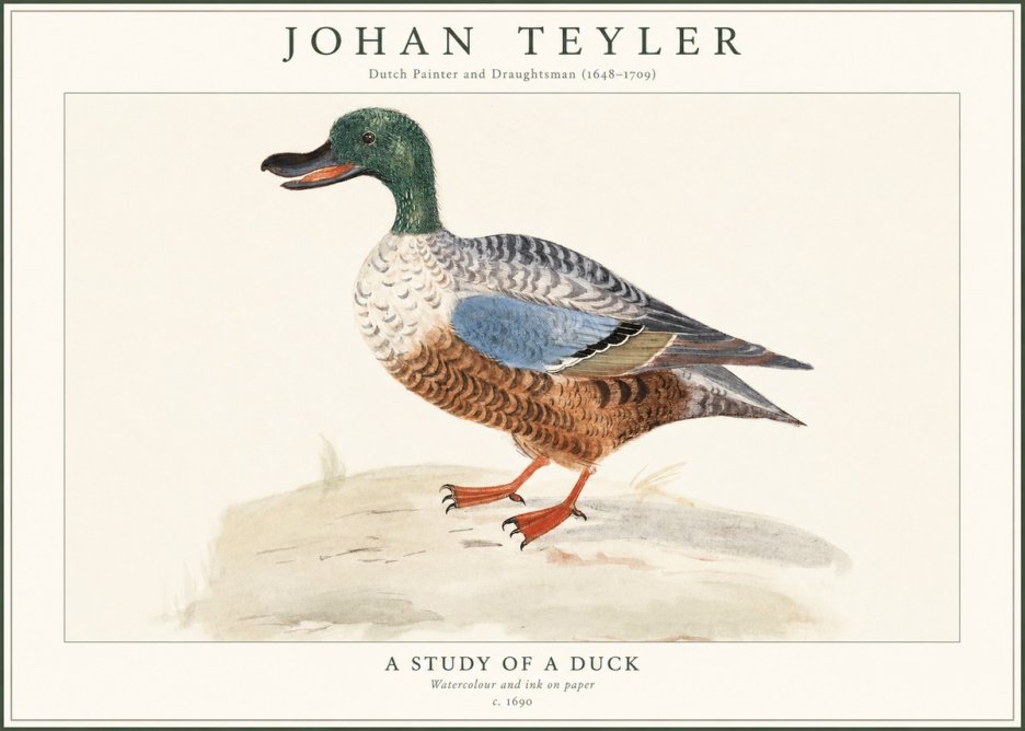 Johan Teyler A Study of a Duck No1 - Juliste
