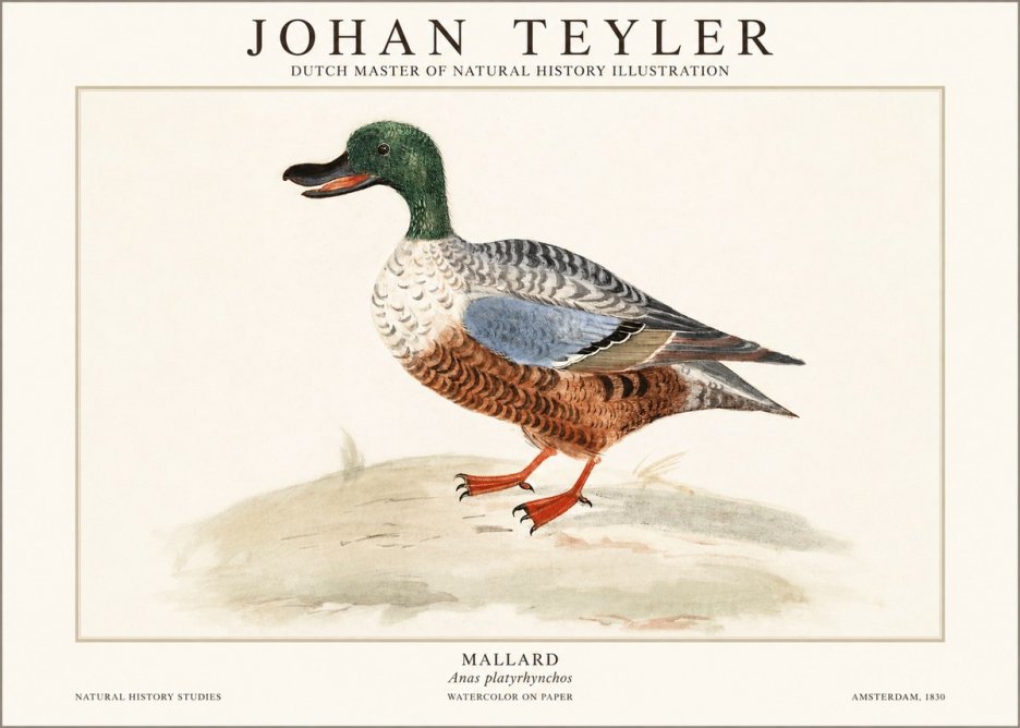 Johan Teyler A Study of a Duck No2 - Juliste