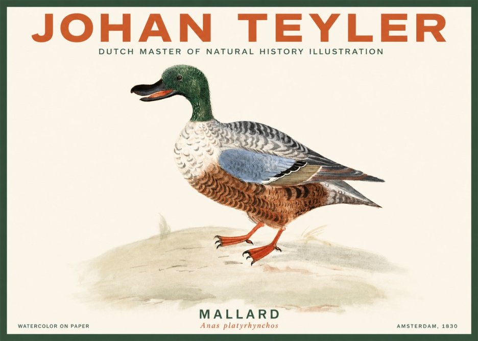 Johan Teyler A Study of a Duck No3 - Juliste