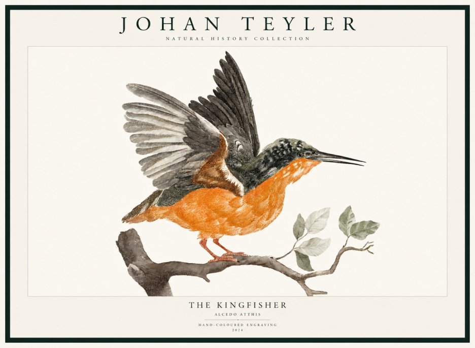 Johan Teyler Kingfisher No3 - Juliste