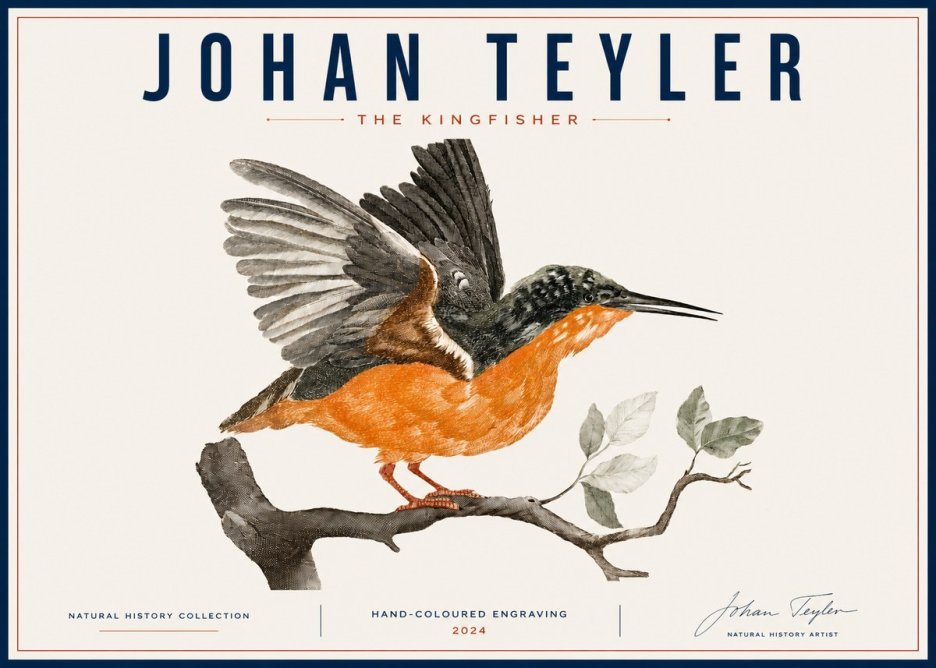 Johan Teyler Kingfisher No6 - Juliste