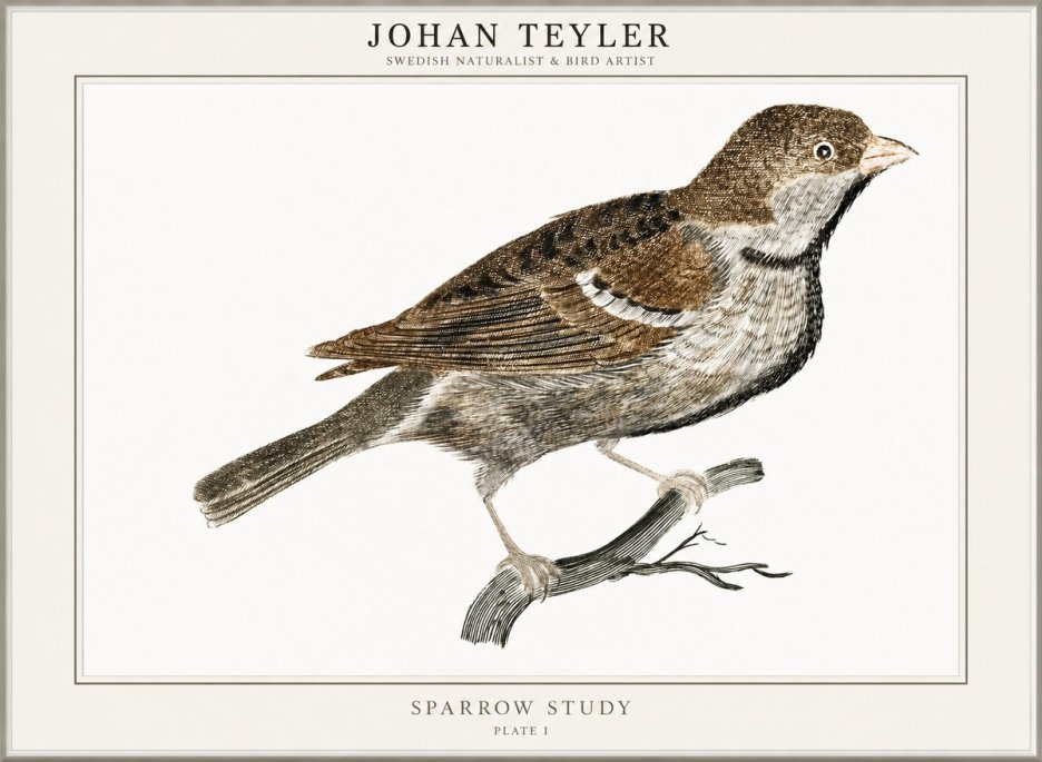 Johan Teyler Sparrow Study No1 - Juliste