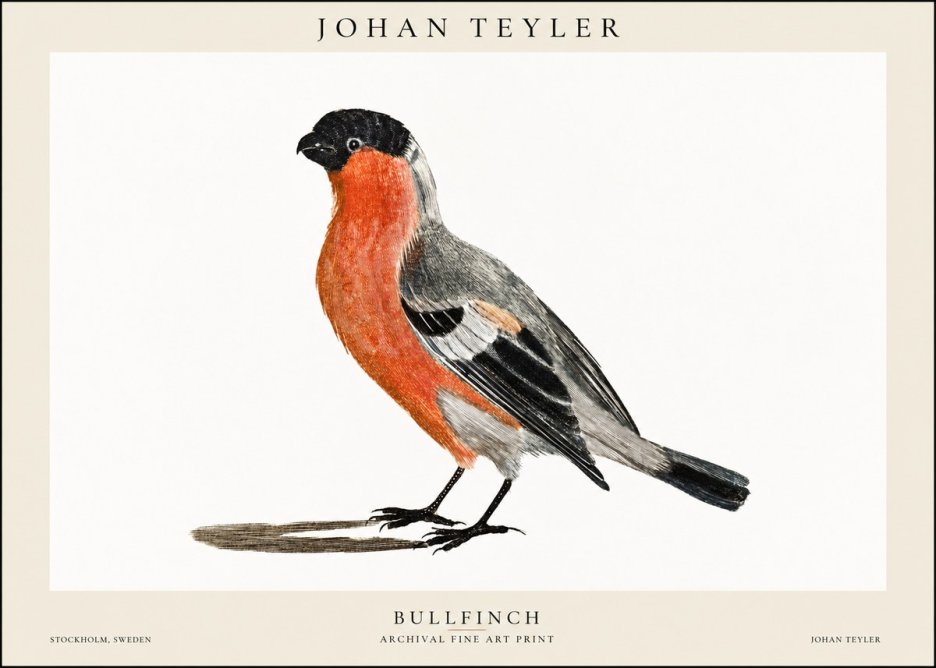 Johan Teyler Bullfinch No1 - Juliste