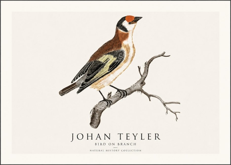 Johan Teyler Song of the Finch No2 - Juliste