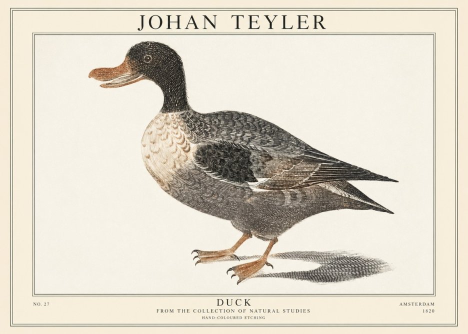 Johan Teyler Duck I No1 - Juliste
