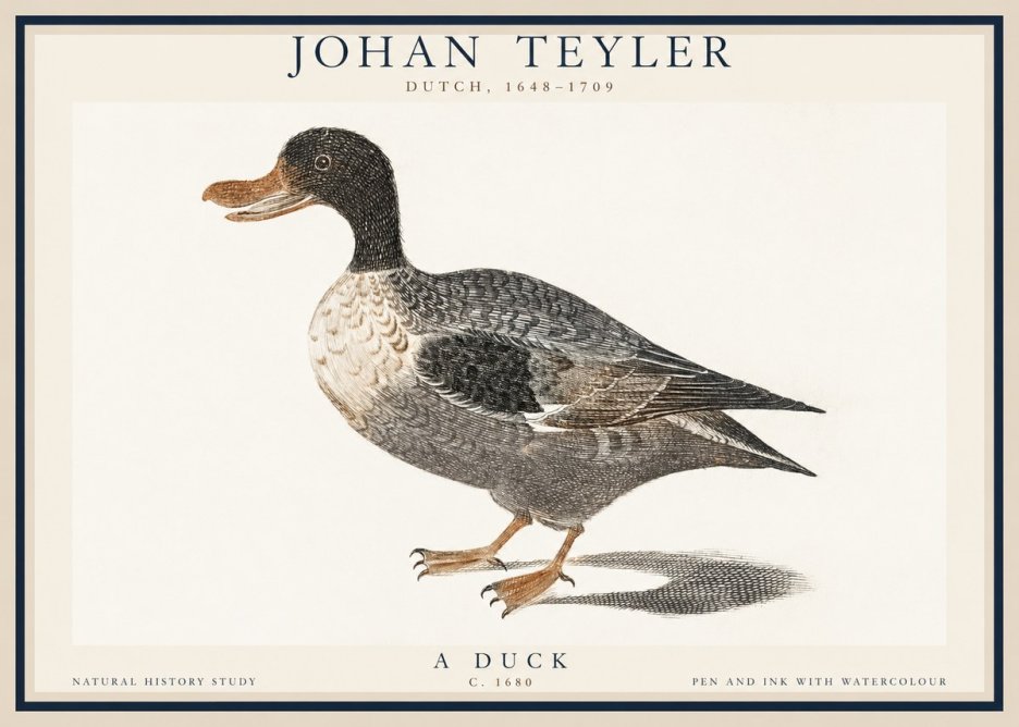 Johan Teyler Duck I No6 - Juliste