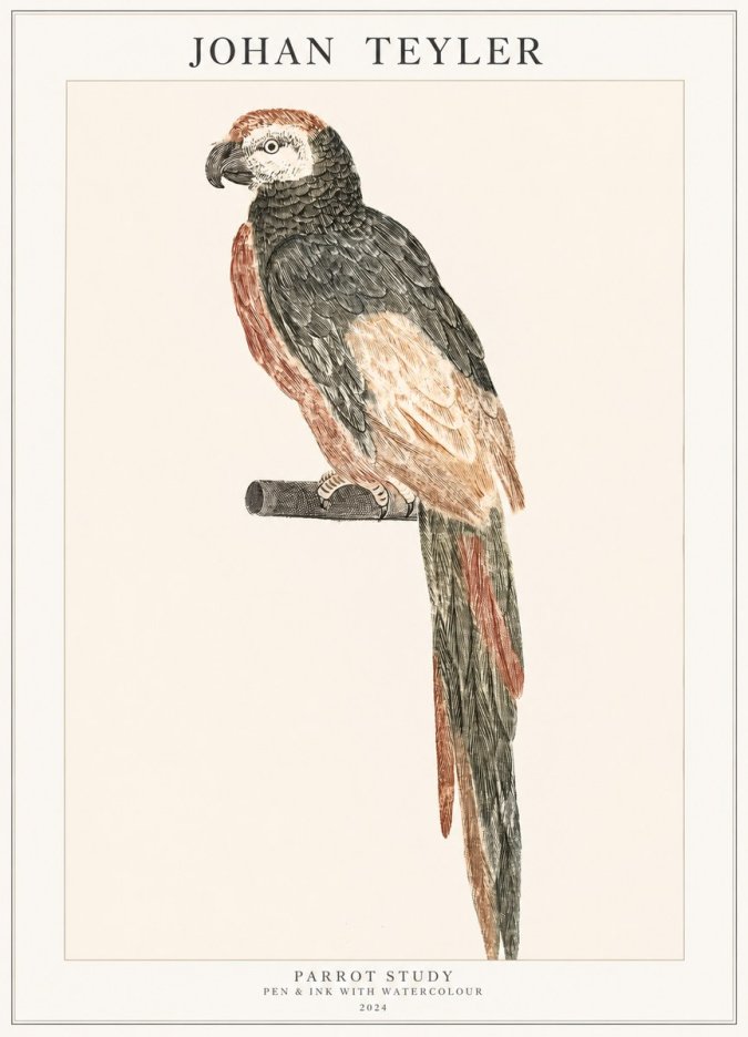 Johan Teyler Parrot Study II No1 - Juliste