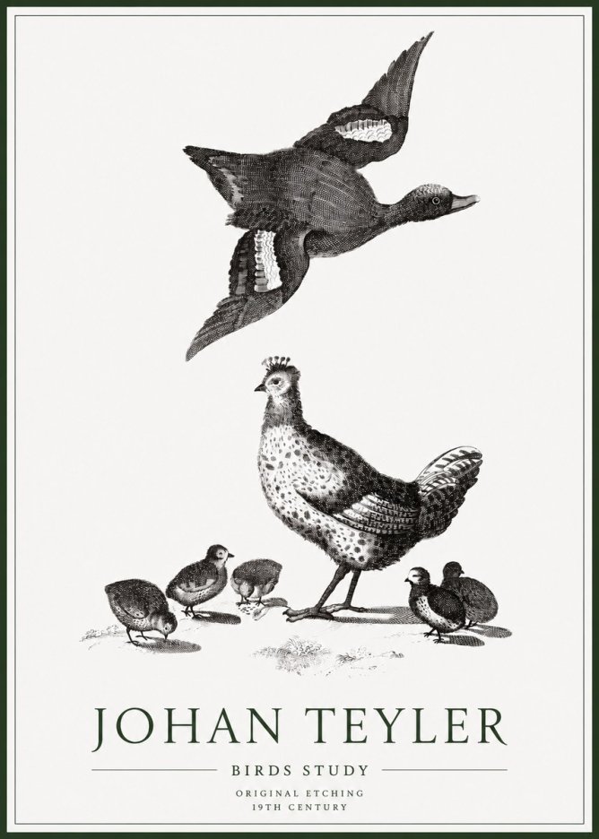 Johan Teyler Birds Study No1 - Juliste