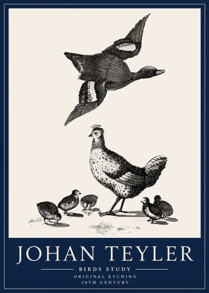 Johan Teyler Birds Study No3 - Juliste