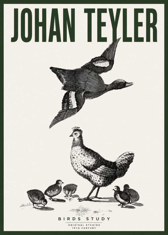 Johan Teyler Birds Study No4 - Juliste